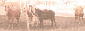 Agriturismo-casinetto-cavalli
